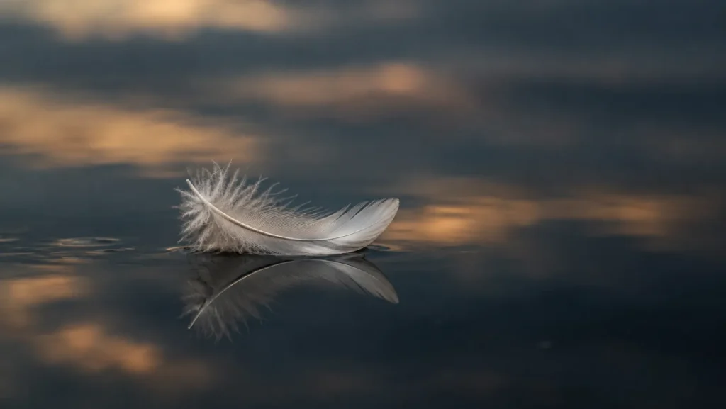 Chiếc lông vũ nằm yên trên mặt nước – drifting off to sleep